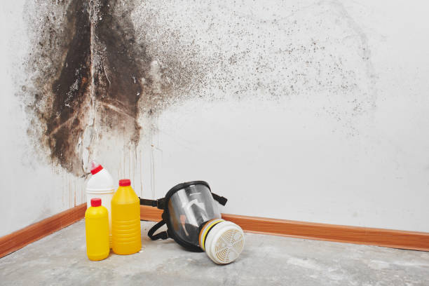Best White Mold Remediation in Crosby, TX