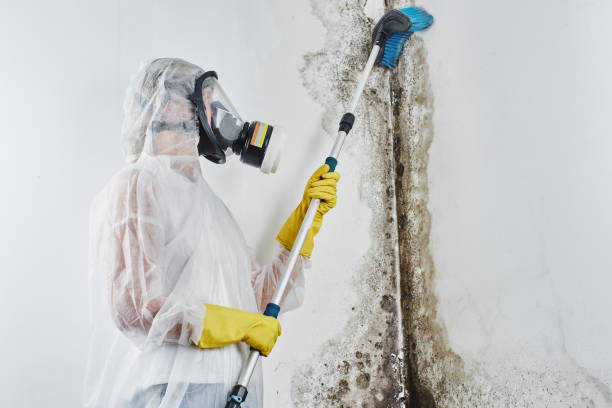 Trusted Crosby, TX Mold Remediation Experts