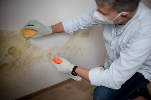 Best Preventive Mold Services in Crosby, TX