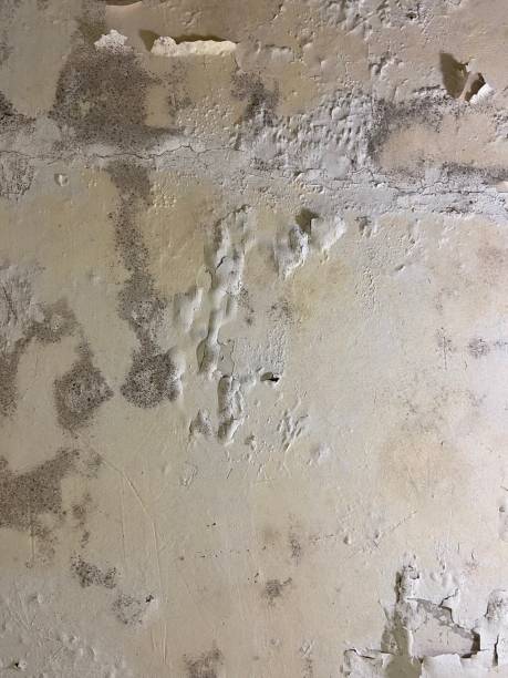 Best Bathroom Mold Remediation in Crosby, TX
