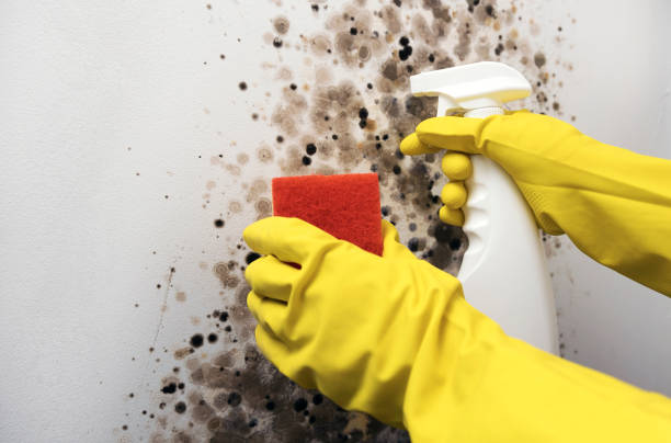 Best Post-Flood Mold Remediation in Crosby, TX